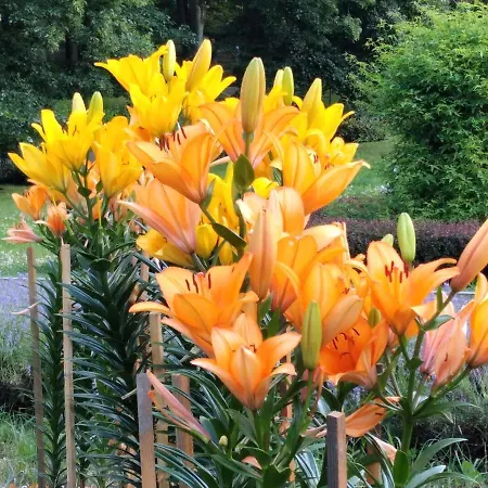 Piastowska בית אירוח