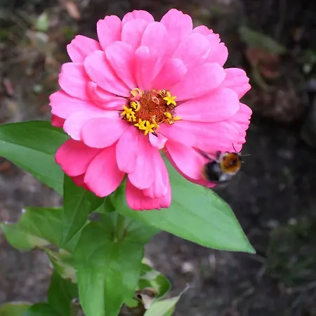 בית אירוח Piastowska *