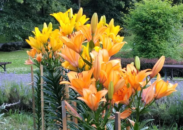 Piastowska Accommodatie bij particulieren