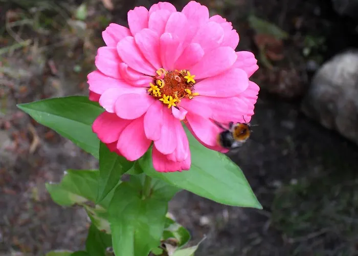 Accommodatie bij particulieren Piastowska *